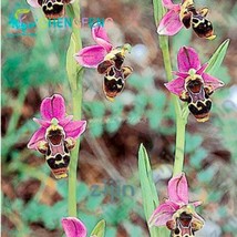 Bee Orchid Rose Pink Petals Spots Seeds, Tiger - $13.01