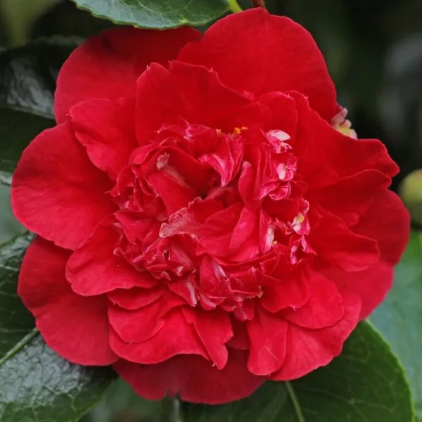 Kramers Beauty Camellia Japonica Live Starter Plant Blood Red Beauty Garden - $45.98