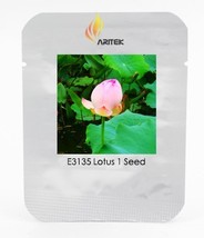 Heirloom Fragrant Ball Pink Nelumbo Nucifera Lotus Flower Seeds Professional Pac - £5.40 GBP