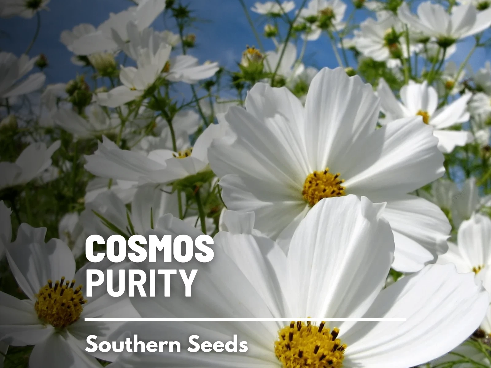 Cosmos, Purity - 100 Seeds - Pollinator Friendly (Cosmos Bipinnatus Sens... - $10.37