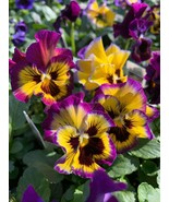 200+ Fresh Pansy Frizzle Sizzle Lemonberry (Viola) Seeds for Garden and ... - €4,26 EUR