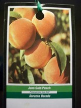 June Gold Peach 4-6 Ft Fruit Tree Plant Healthy Trees Grow Sweet Juicy Peaches - £113.08 GBP