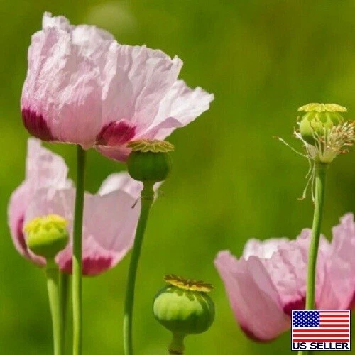 10,000+ Premium Untreated Turkish Papever Somniferum Poppy Seeds For Pla... - $16.38