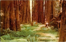 POSTCARD Redwood Forests of Northern California Ferns and Flowers Union Oil Co - £3.88 GBP