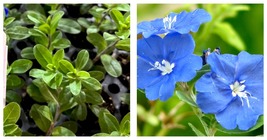 Evolvulus Blue Daze Live Plants, Well-rooted Plug - £23.94 GBP