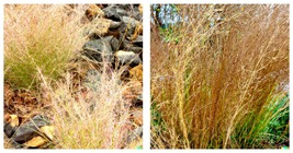 20.000 Prairie Grass Seed - Fast Native, Drought &amp; Heat, Ez Ornamental - £13.25 GBP