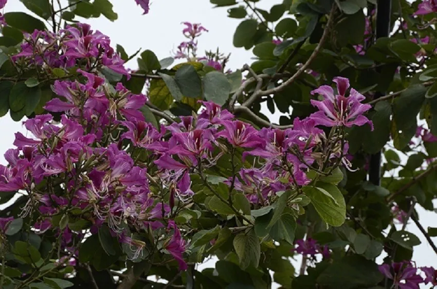 BAUHINIA PURPUREA- PURPLE ORCHIDTREE-PLANT-CUT BACK - $28.99