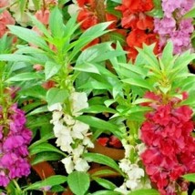 200 Balsam Camellia Mix Flower Seeds Impatiens Patio Container Full Sun ... - $51.48 MXN