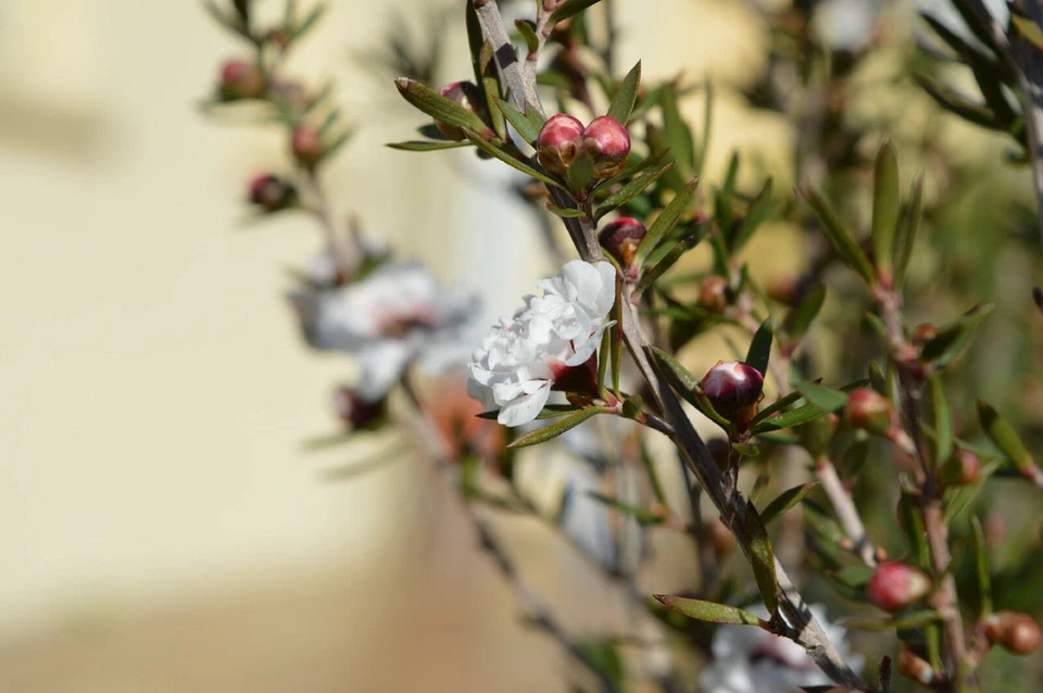100 Manuka Tea Tree Seeds, Leptospermum scoparium Shrub, Ornamental Seeds - $8.69