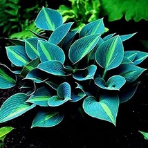 Flowers Seeds -Japanese Hosta Seeds Perennials - 6 Colors Available - $6.99