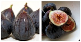 Beer&#39;s Black Fig Ficus carica Live Well Rooted STARTER Plant - £32.69 GBP