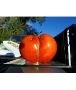 King Kong - a monster of a tomato! - $5.25