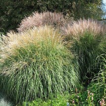 GUNEL Chinese Silver Grass Miscanthus Sinensis 25 seeds - £6.01 GBP