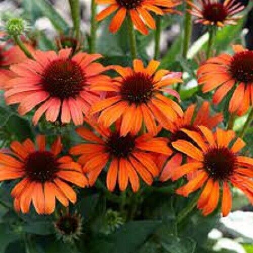 50 Orange Skipper Coneflower Seeds Echinacea Perennial Flowers Flower Fr... - $9.98