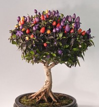 25 Bonsai &#39;Pearl&#39; Pepper Chile Vegetables Seeds for Garden - $10.00