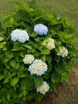 Nikko Blue Hydrangea qt pot image 5