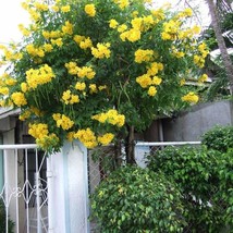 New Fresh Seeds 7 Yellow Trumpet Bush Seeds - $11.98