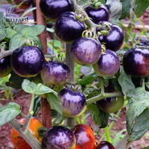 Fresh New 100Pcs Bright Purple Cherry Tomato Organic Seeds High Yield Dense Tast - £20.74 GBP