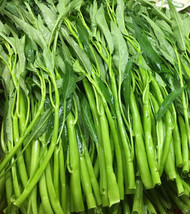 Thai Water Spinach Ong Choy Kangkong Kong Xin Cai Garden Vegetable 50 seeds - £4.08 GBP