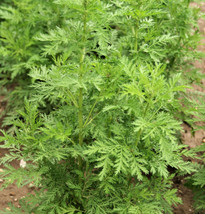 VP 1000 Sweet Wormwood Artemisia Annua Sweet Annie Mugwort Sagewort Herb Seeds - £3.36 GBP