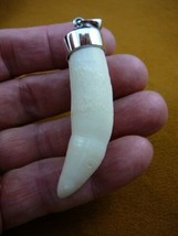 g968-35-20) Big 2-5/8&quot; GATOR Alligator Tooth Teeth SILVER CAPPED pendant... - $158.00