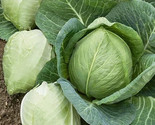 LWK 200 Cabbage Seeds Charleston Wakefield Heirloom Non-Gmo Easy Grow - $10.24