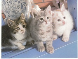 Vintage Greeting Card Kittens Cute Cat Trio 1960&#39;s Carlton Unused with E... - £6.33 GBP