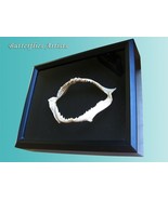 Sand Shark Jaw (Carcharias taurus) in Shadowbox – Marine Decor Curiosity... - $156.19 CAD