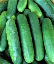 Poinsett 76 Cucumber Seeds 60 Seeds Nongmo4 Items From US  - $8.35