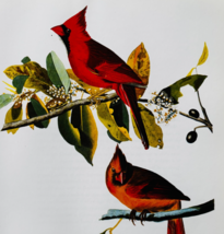 1979 Cardinal Color Plate Print Audubon Birds Of America Vintage Art F15L - $34.99