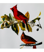 1979 Cardinal Color Plate Print Audubon Birds Of America Vintage Art F15L - $34.99