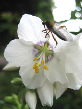 70 SEEDS POLEMONIUM PEARL WHITE PEARL BLUE JACOB&#39;S LADDER MIX HEIRLOOM S... - £6.41 GBP