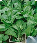250 Plus Seeds Large Leaf Sorrel Herb - $168.96 MXN