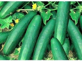 MBK 60 Seeds Cucumber Straight Eight Pickling Too Groco Fresh Garden - $8.79
