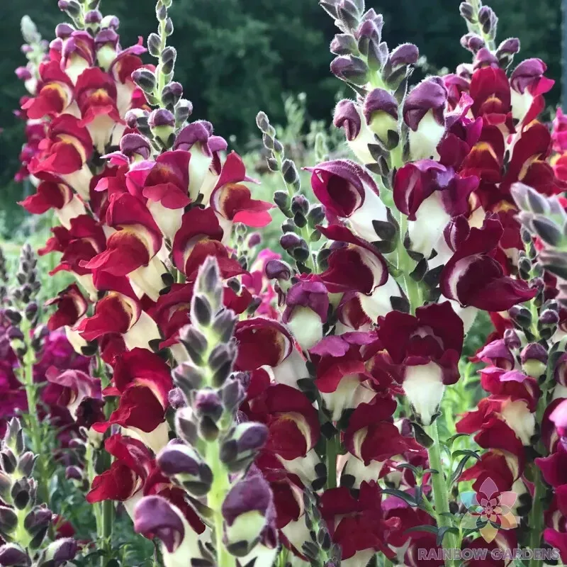 AW 1000 Seeds Snappy Night And Day Snapdragon Planting Non Gmo Herb Easy To Grow - $11.60