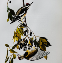 1979 Yellow Bellied Sapsucker Color Plate Print Audubon Birds Of America... - $557.00 MXN