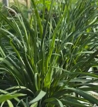 SML 3 Seedsberkley Power Bait Fishing 4 Pre Rigged 716 Oz Swim Shad Bunk... - $40.17 SML 3 Seedsberkley Power Bait Fishing 4 Pre Rigged 716 Oz Swim Shad Bunk... - $40.17