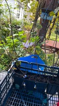 Cheropugy Nanking Red Bush Cherry  1-2 yo plant 16-20” tall Prunus Tomen... - $30.00