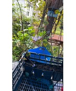 Cheropugy Nanking Red Bush Cherry  1-2 yo plant 16-20” tall Prunus Tomen... - $554.64 MXN