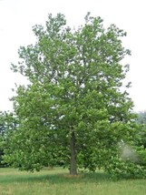 40 Of American Moon Sycamore Seeds Platanus Occidentalis - £9.62 GBP