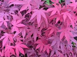 12 Seeds Hefners Red Japanese Maple Plant Heirloom Seeds Quickly Enjoy Sooner - £13.90 GBP