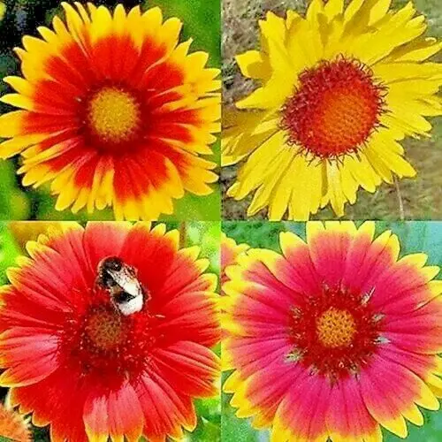 Blanket Flowers Hummingbird Mix Perennial Sunflower 200 Seeds - £4.72 GBP