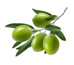 Live Plant Manzanillo Olive Tree Live Plant - Olea europaea - Gardening - £48.74 GBP