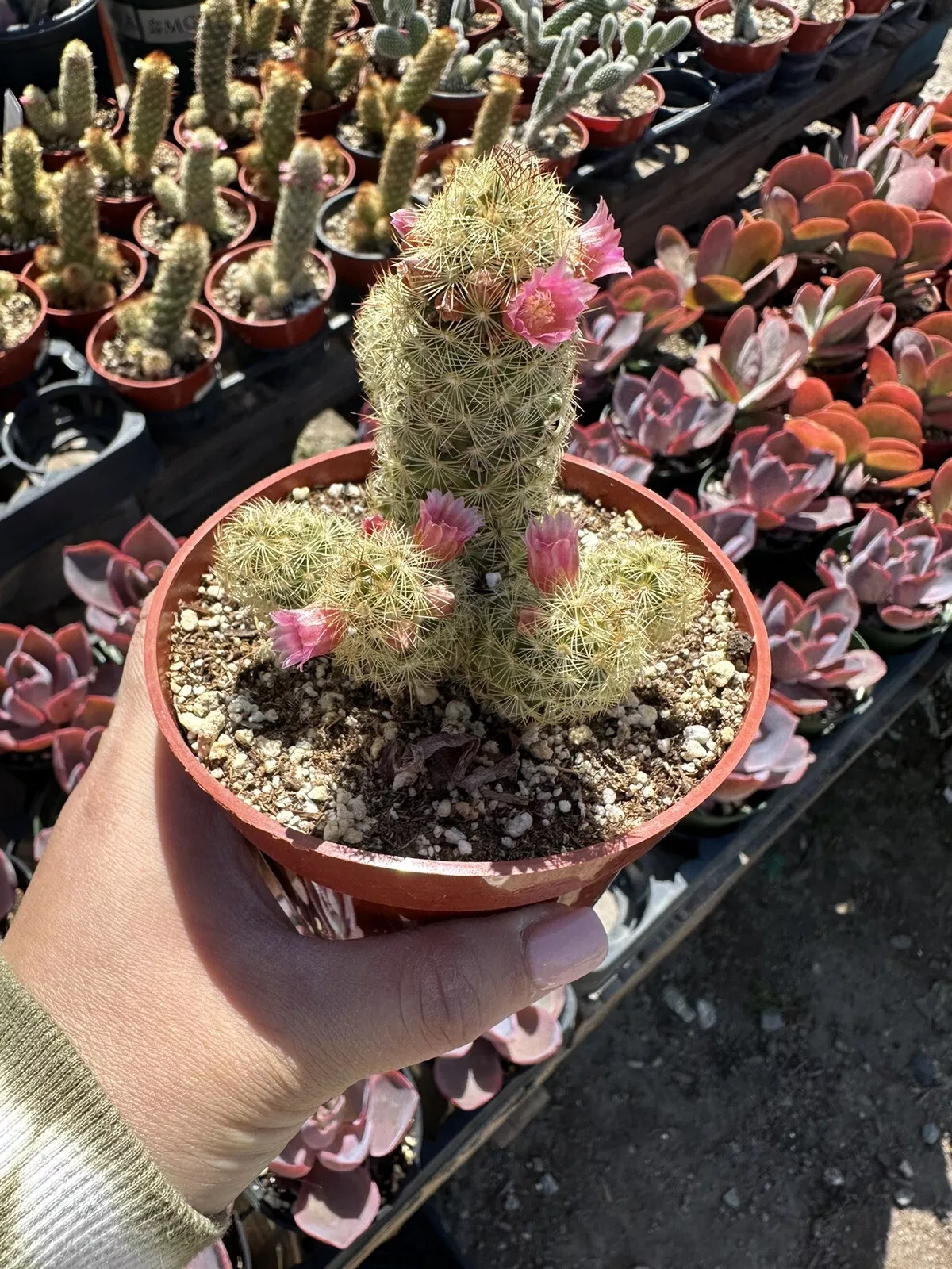 4”Pot Cactus House Plant - Mammillaria Elongata Ladyfinger Cactus - £39.31 GBP