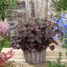 Heuchera Seed Coral Bells Palace Purple Flower Seeds 2000 Seeds USA Fast Shippin - £13.16 GBP