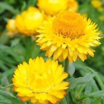 Free Shipping 500 Seeds Golden Yellow Strawflower NON-GMO - £15.22 GBP