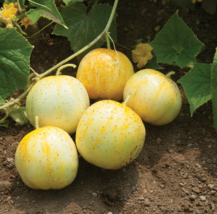 30 Seeds Cucumber Lemon Vegetable Organic Heirloom Non-Gmo - $9.70