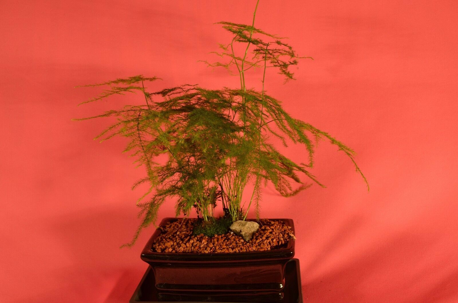 INDOOR BONSAI,ASPARAGUS FERN,6 YEARS OLD,LOW LIGHT,PERFECT INDOOR OFFICE BONSAI. - $49.99