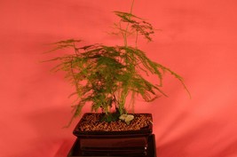 INDOOR BONSAI,ASPARAGUS FERN,6 YEARS OLD,LOW LIGHT,PERFECT INDOOR OFFICE... - £39.86 GBP