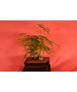 INDOOR BONSAI,ASPARAGUS FERN,6 YEARS OLD,LOW LIGHT,PERFECT INDOOR OFFICE... - €42,52 EUR